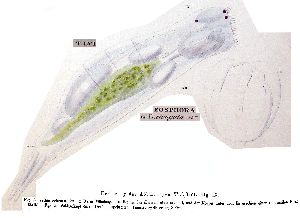 Ehrenberg, C G (1838): Die Infusionsthierchen als vollkommene Organismen. Ein Blick in das tiefere organische Leben der Natur.  